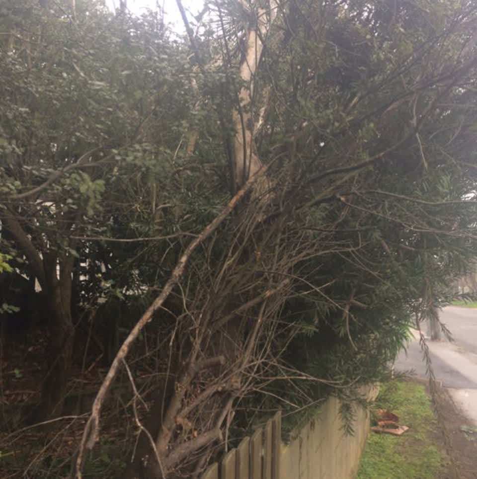 The photograph attached to this parks report