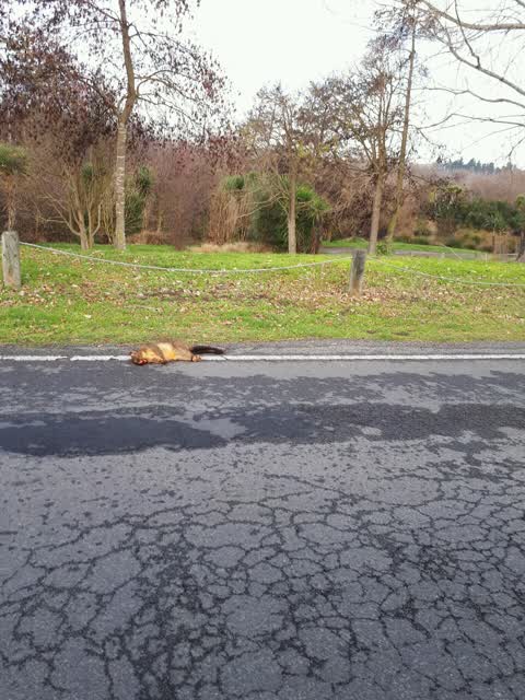 Roading/Streets, a report photo