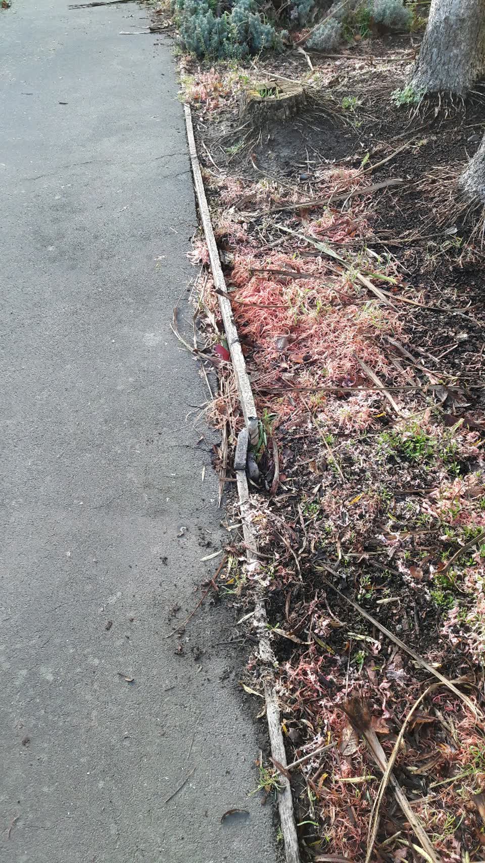 The photograph attached to this parks report