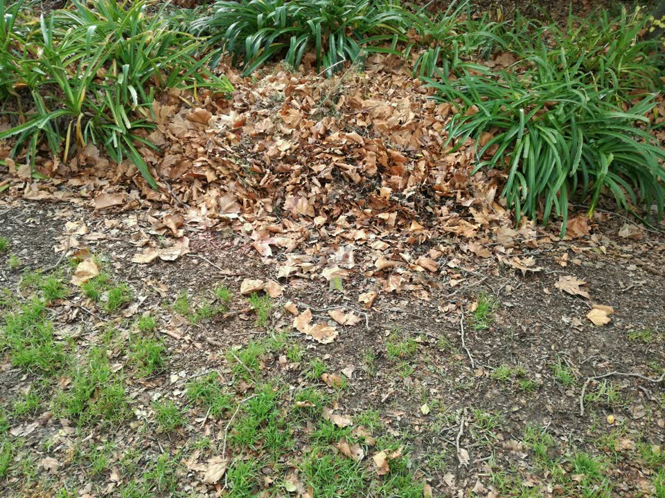 The photograph attached to this parks report