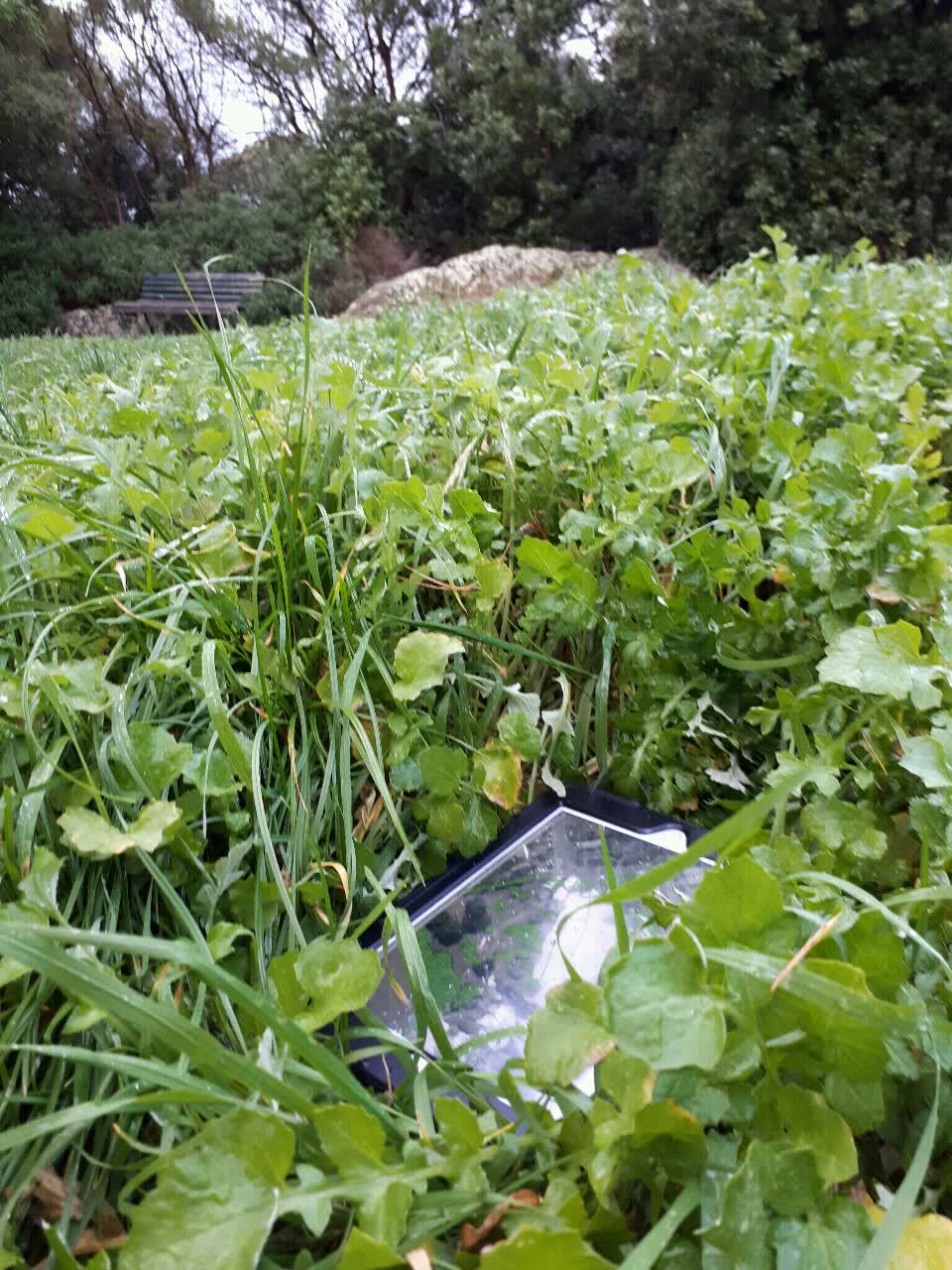 The photograph attached to this parks report