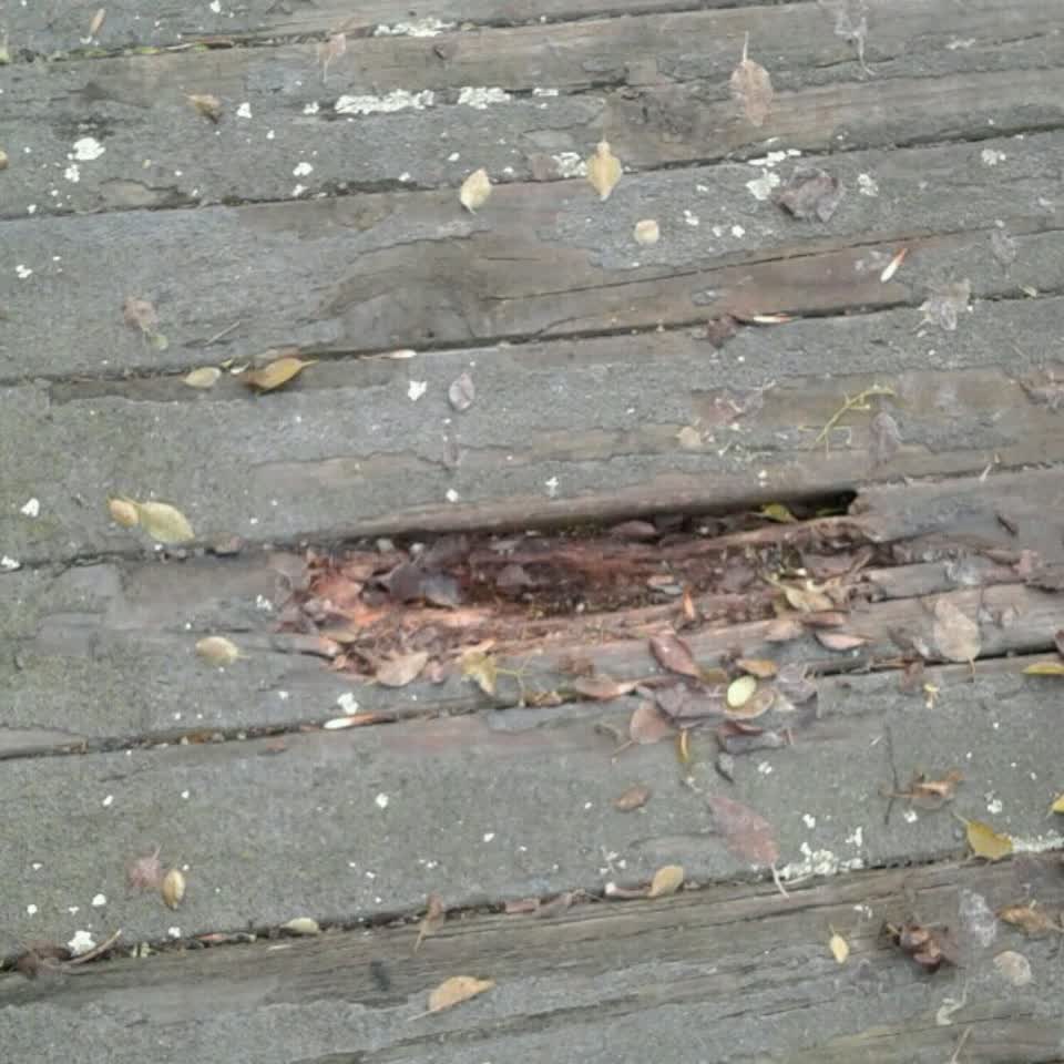 The photograph attached to this parks report