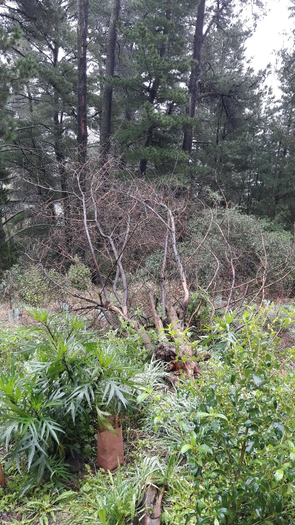 The photograph attached to this parks report