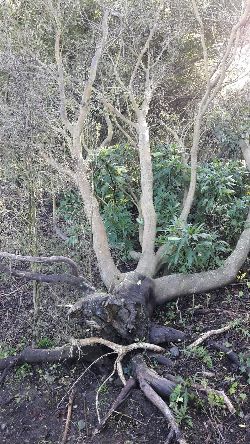 The photograph attached to this parks report