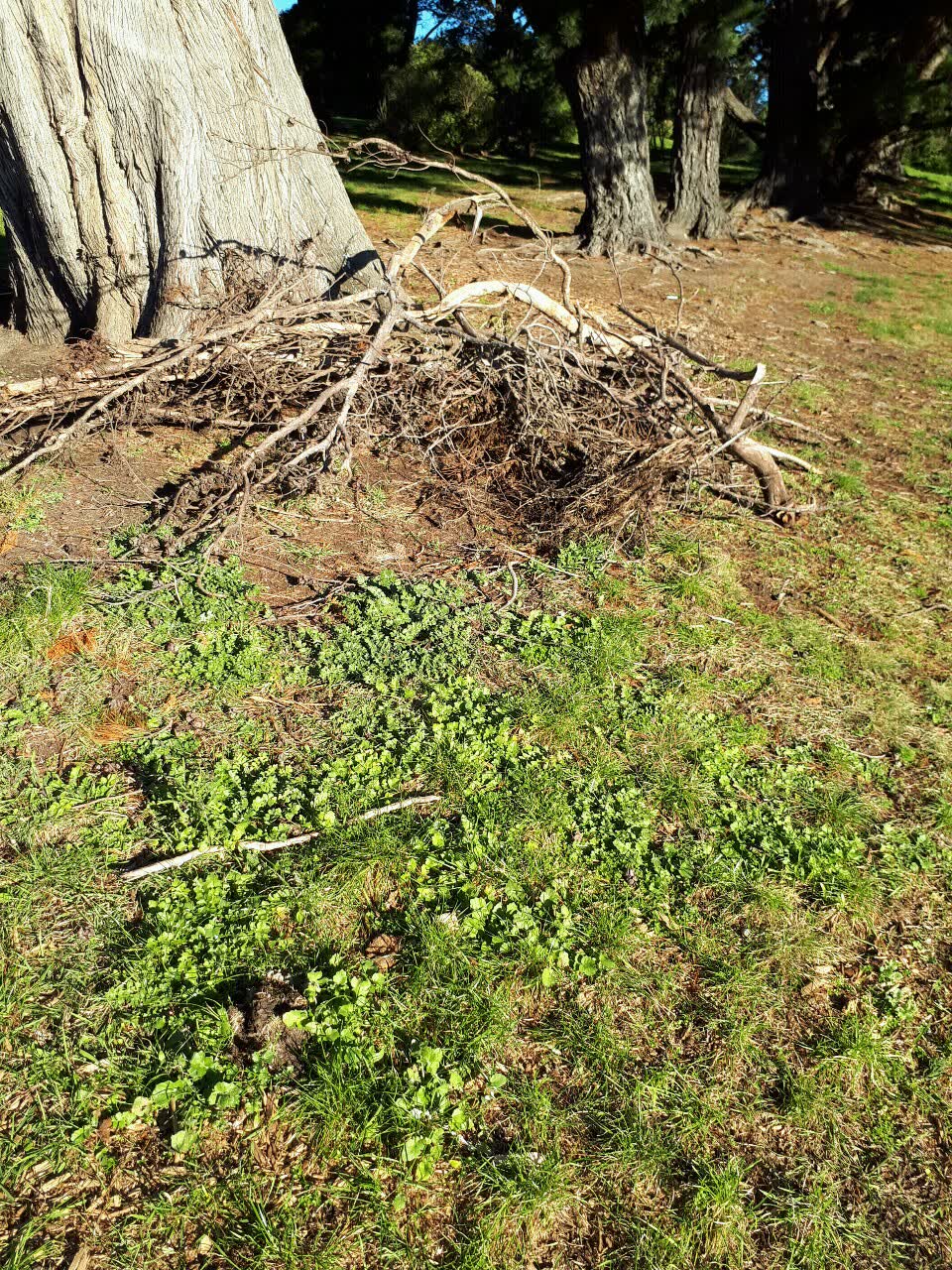 The photograph attached to this parks report