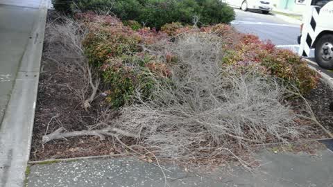 Roading/Streets, a report photo