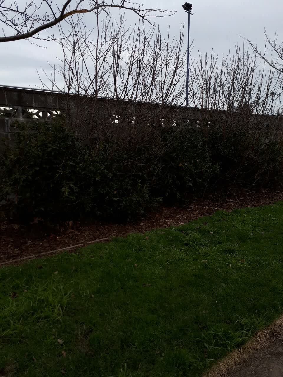 The photograph attached to this parks report