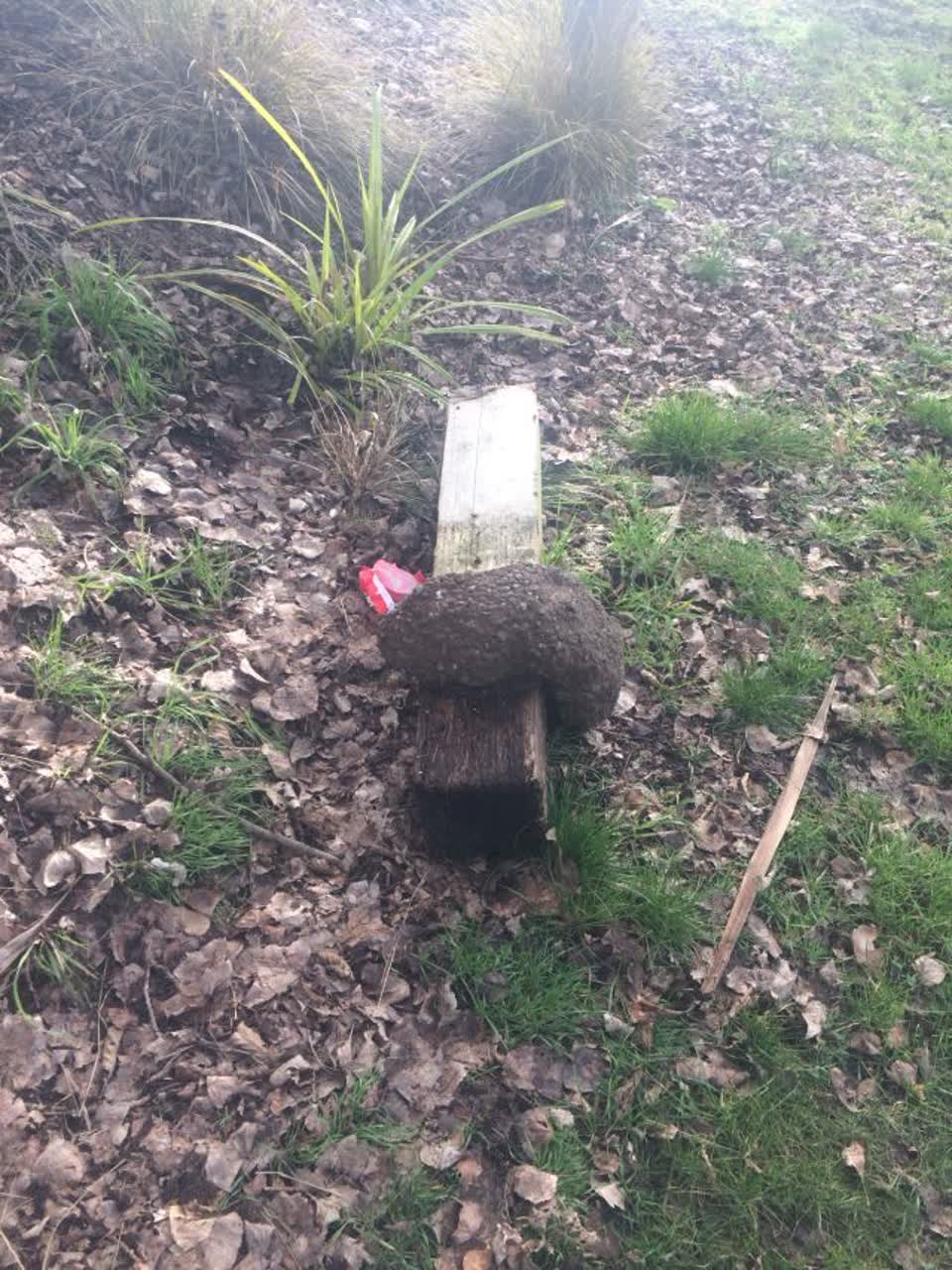 The photograph attached to this parks report