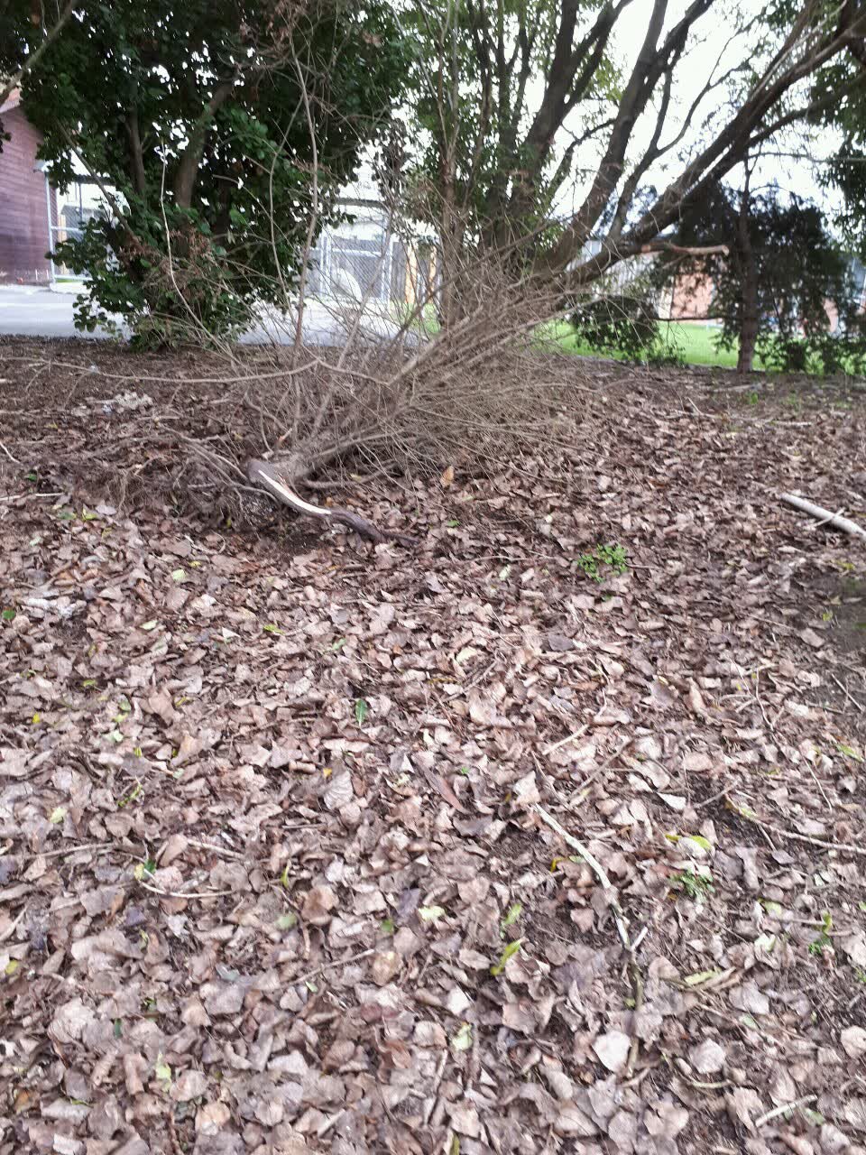 The photograph attached to this parks report