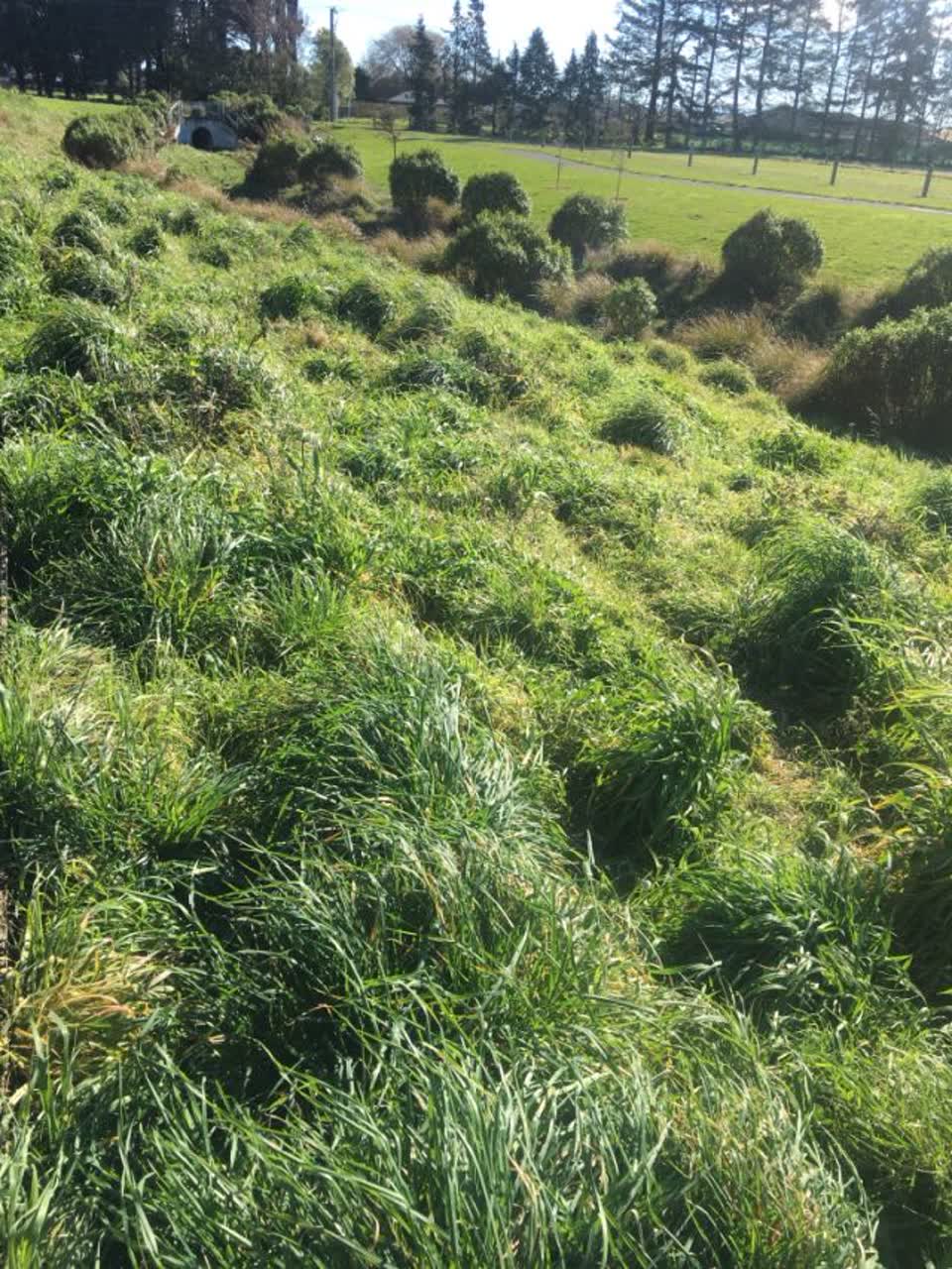 The photograph attached to this parks report