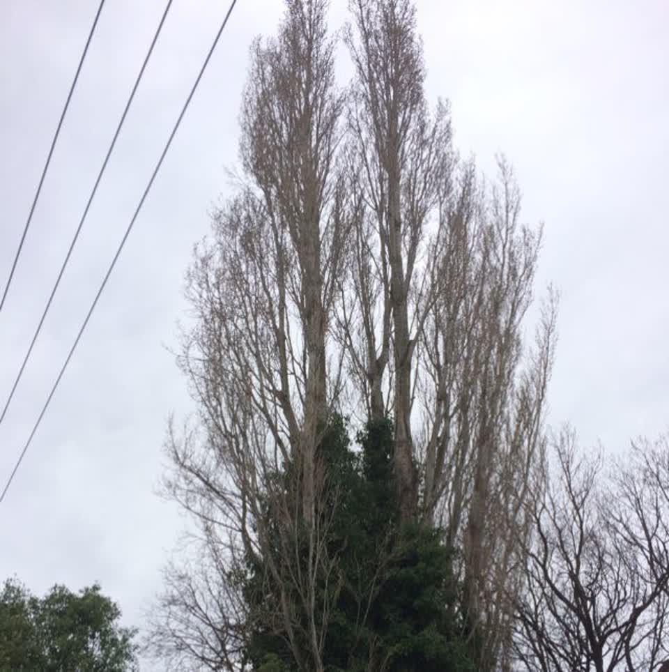 The photograph attached to this parks report