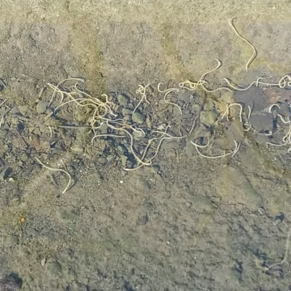 The photograph attached to this water supply report