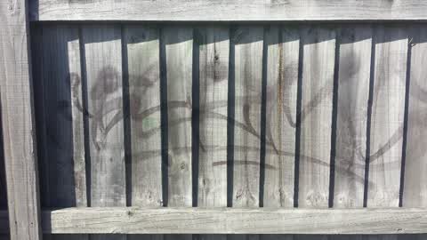 Graffiti, a report photo