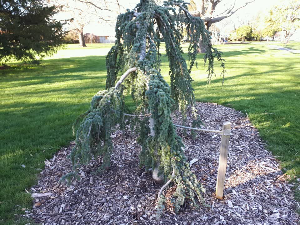 The photograph attached to this parks report