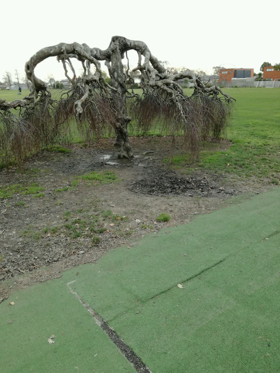 The photograph attached to this parks report