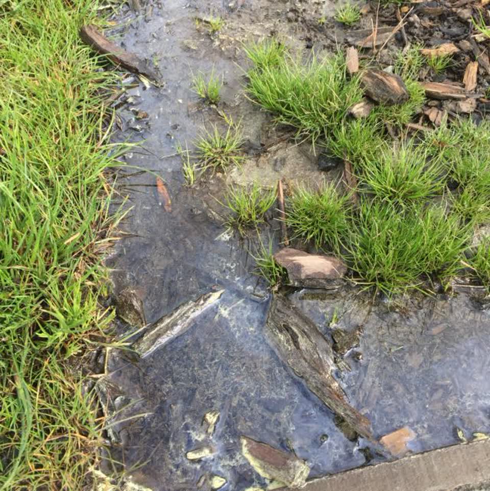 The photograph attached to this parks report