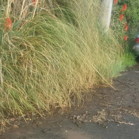 Roading/Streets, a report photo