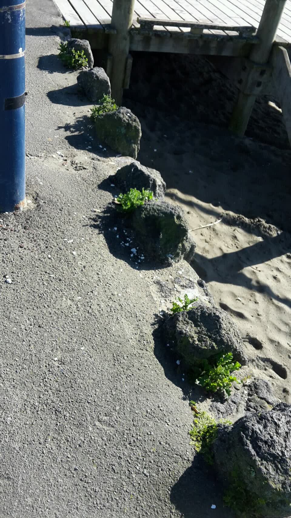 The photograph attached to this parks report
