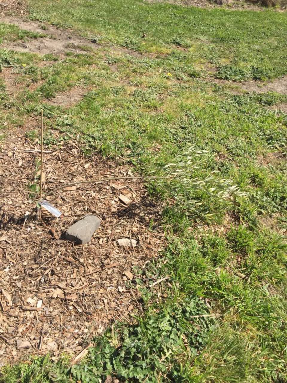 The photograph attached to this parks report