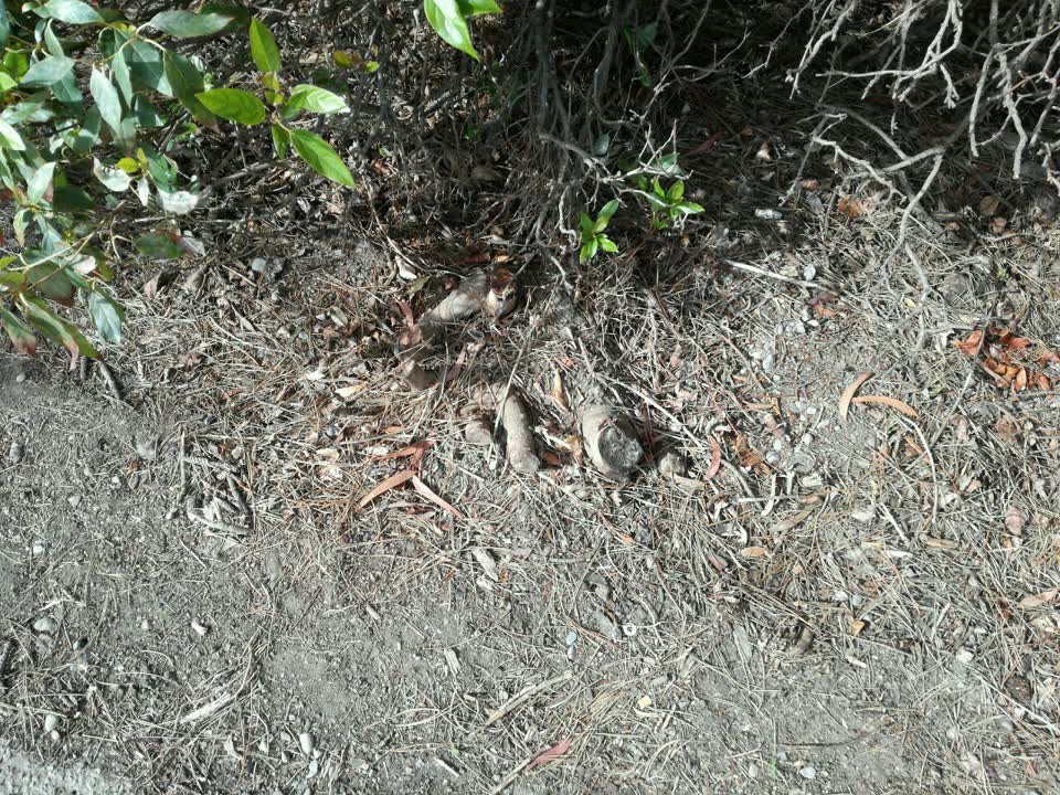 The photograph attached to this parks report