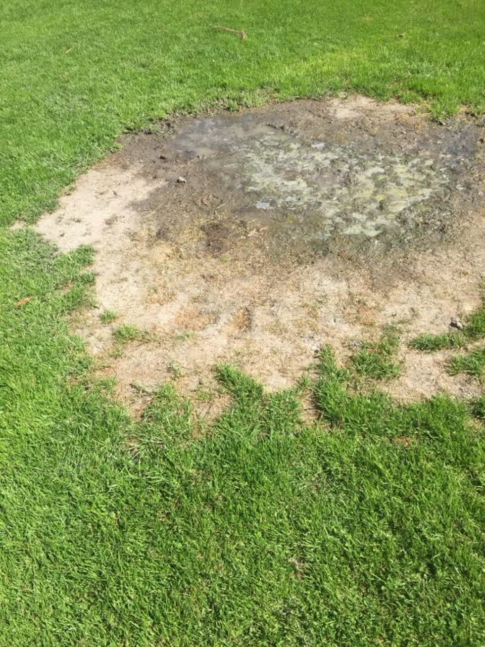 The photograph attached to this parks report
