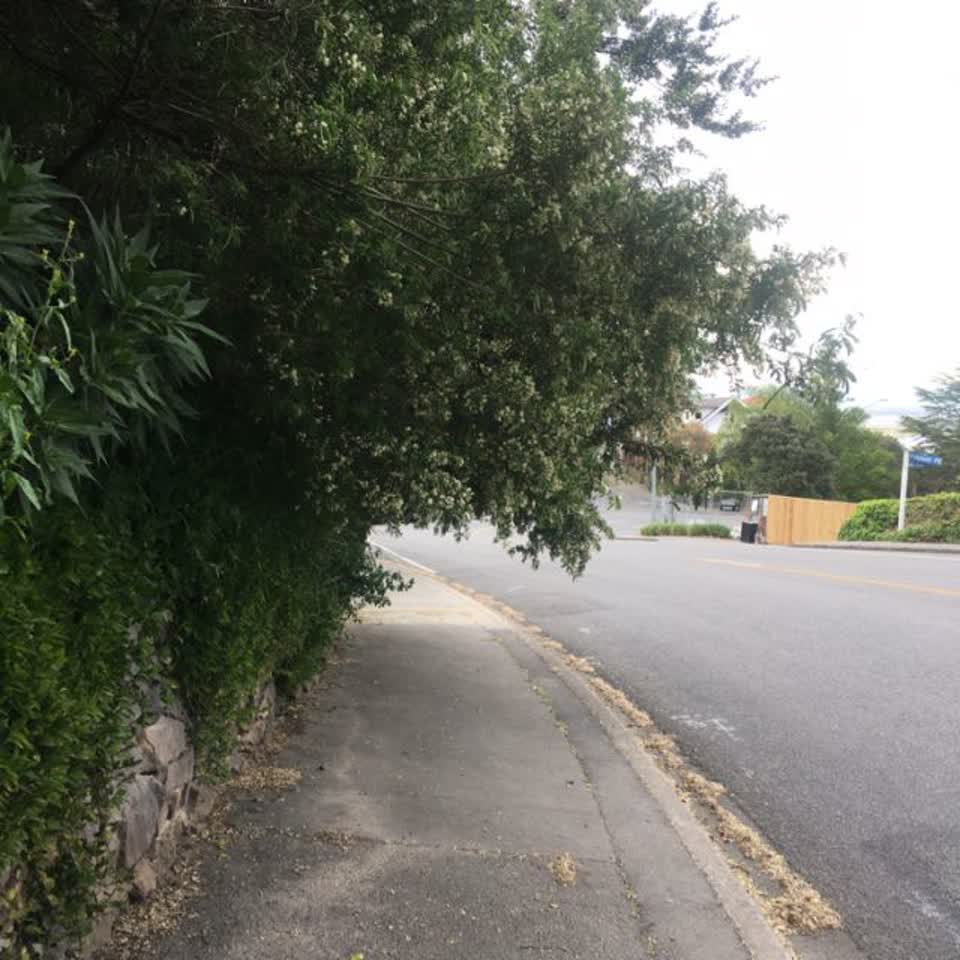 The photograph attached to this parks report