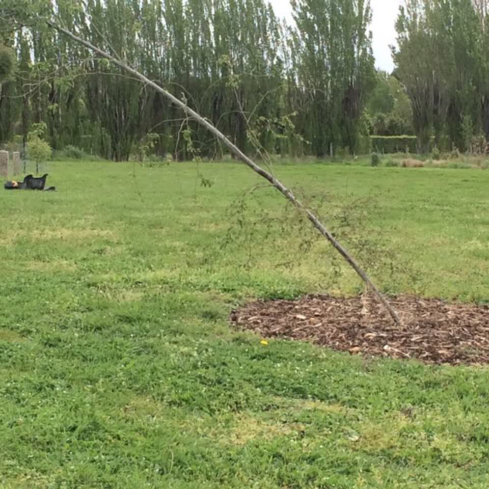The photograph attached to this parks report