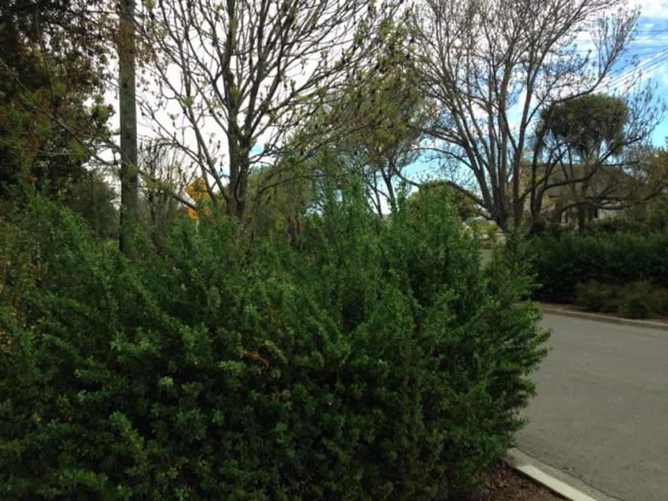 The photograph attached to this parks report
