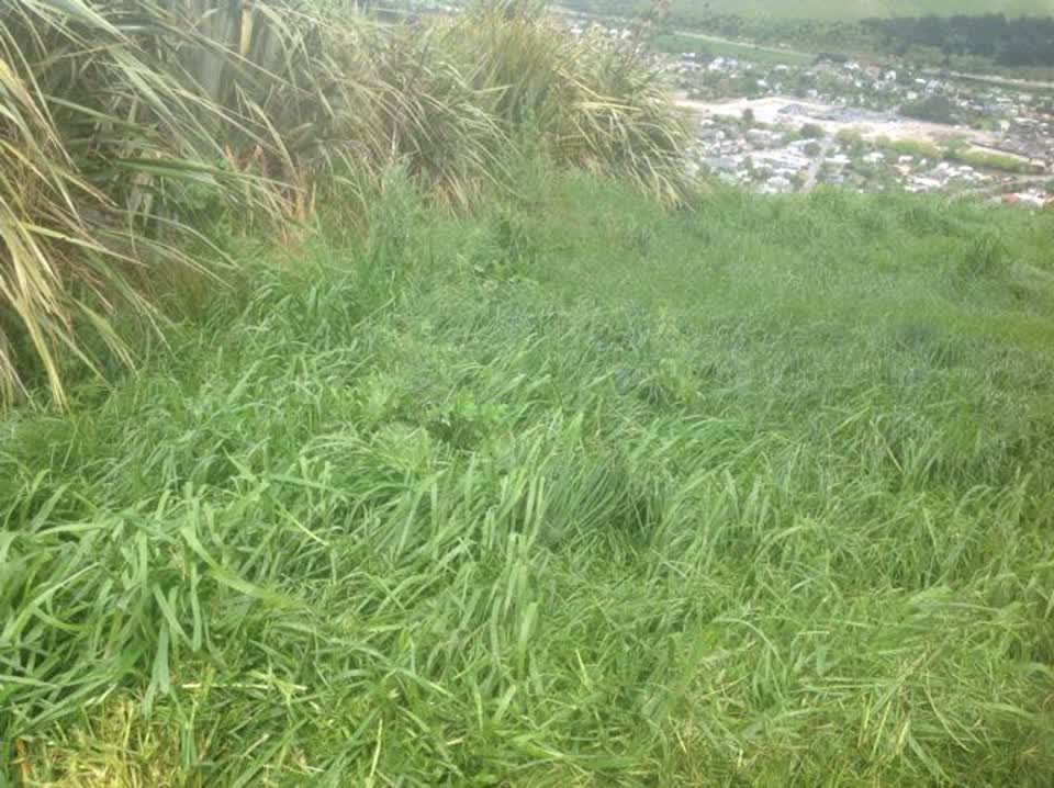 The photograph attached to this parks report