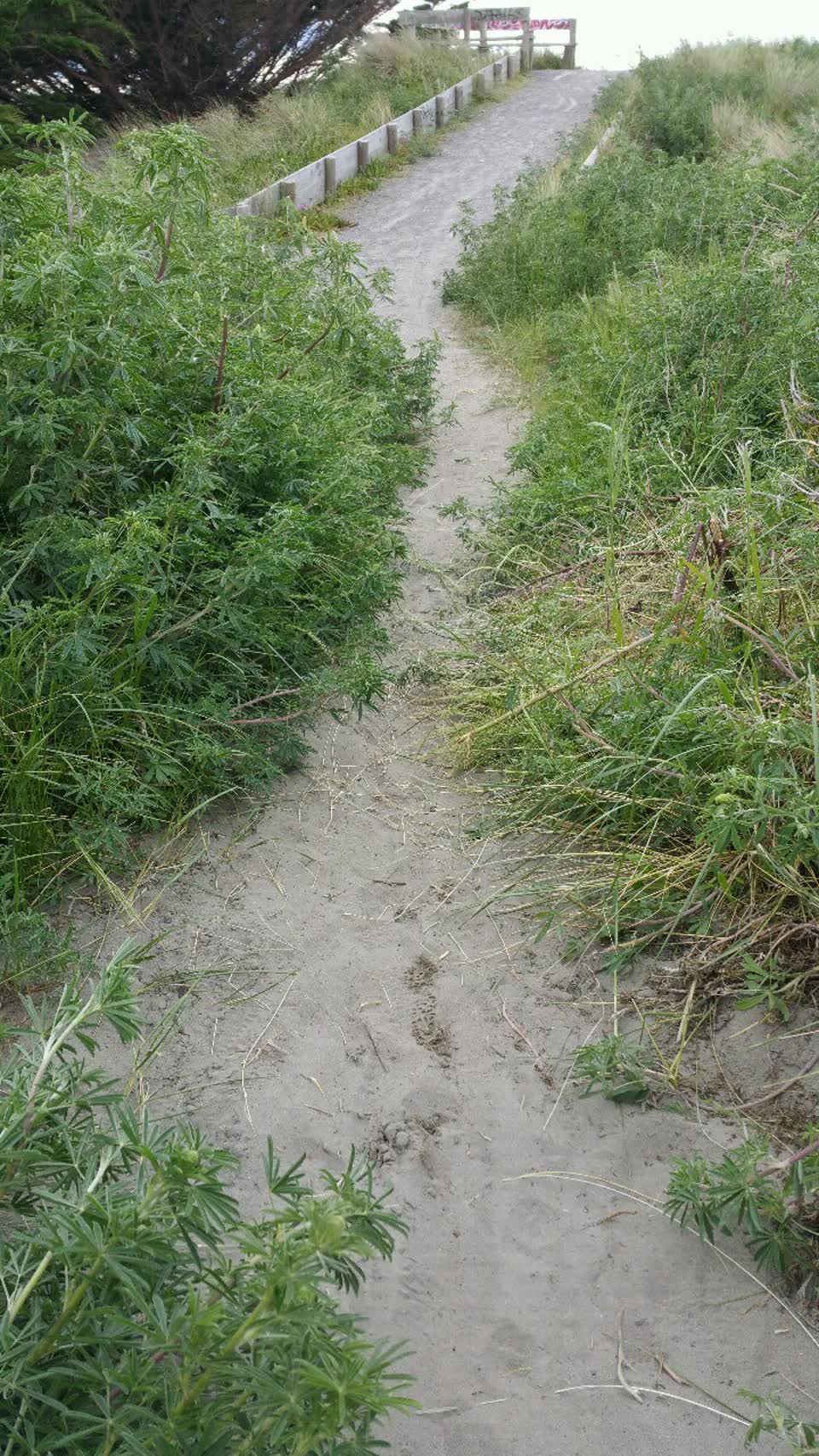 The photograph attached to this parks report