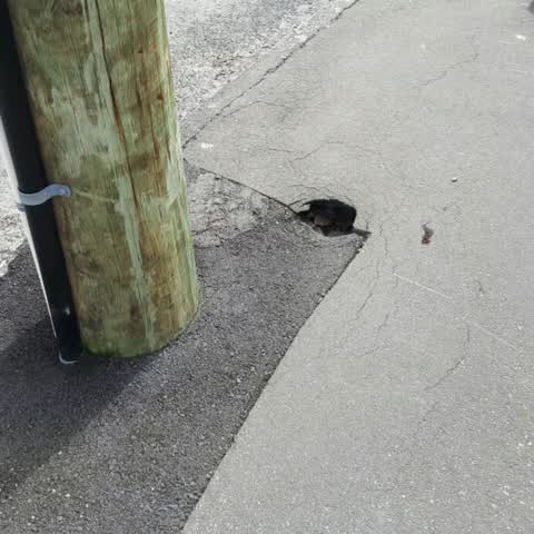 Roading/Streets, a report photo