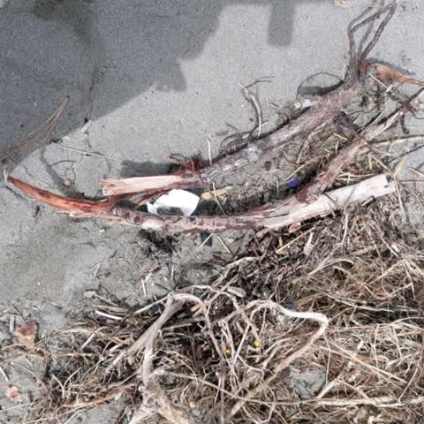 Rubbish/Recycling, a report photo