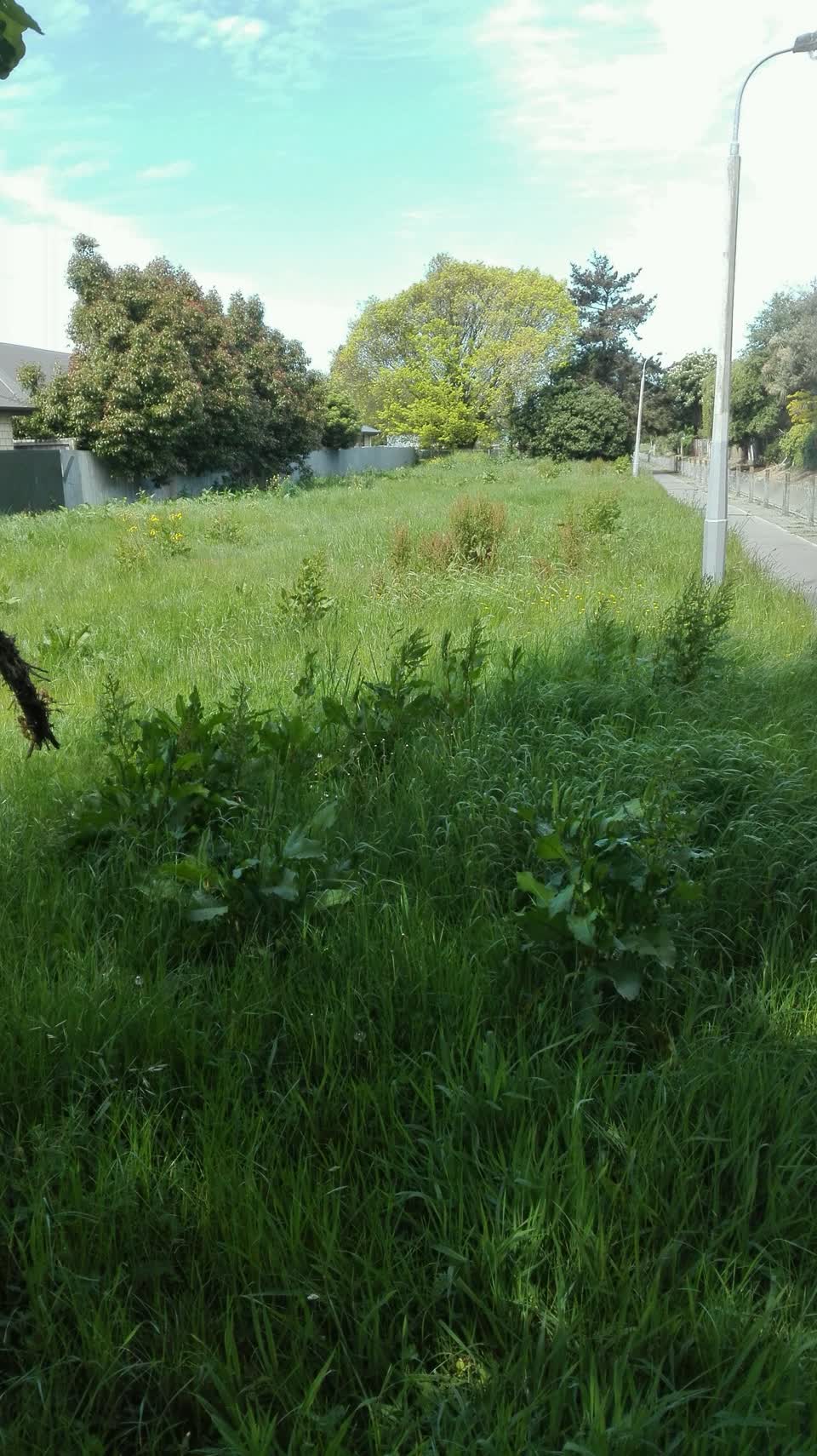 The photograph attached to this parks report