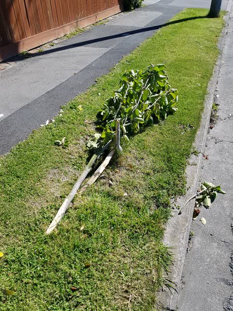 Roading/Streets, a report photo