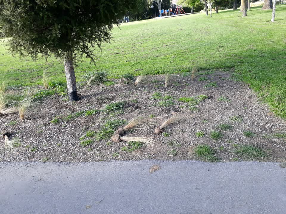 The photograph attached to this parks report