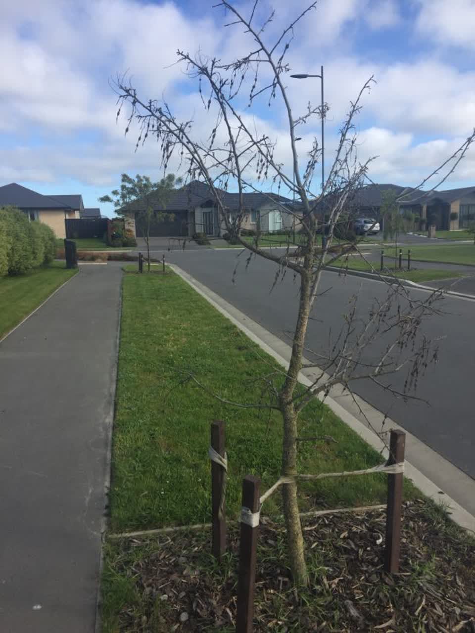The photograph attached to this parks report