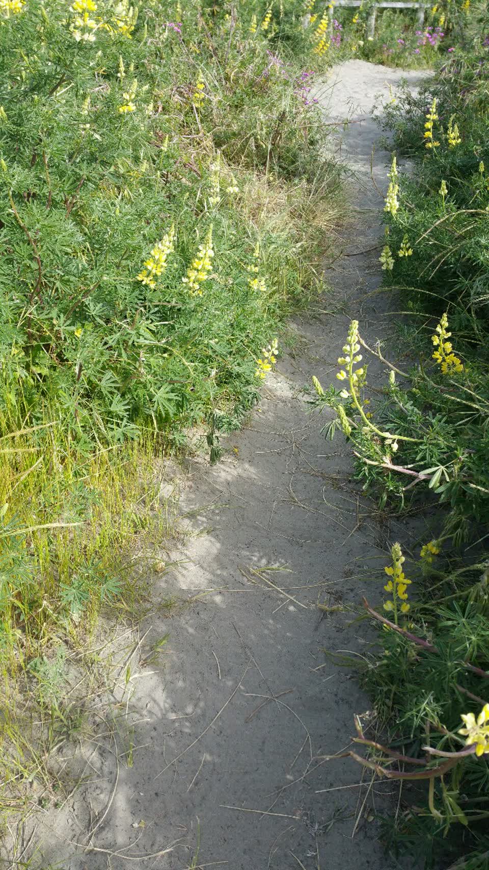 The photograph attached to this parks report