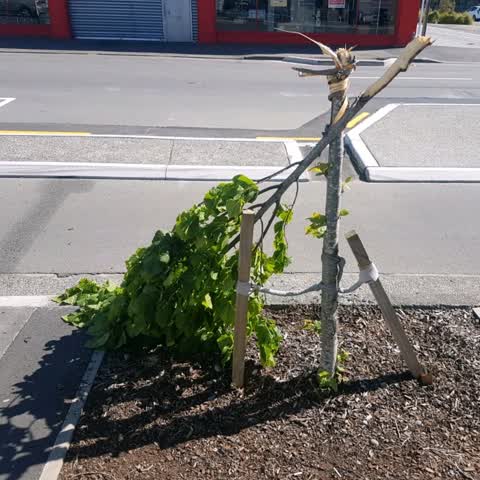 Roading/Streets, a report photo