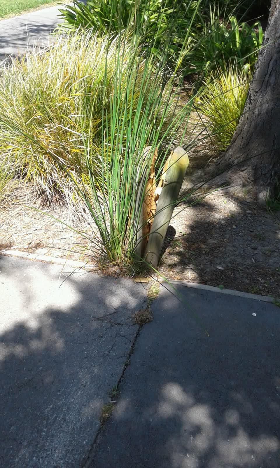 The photograph attached to this parks report