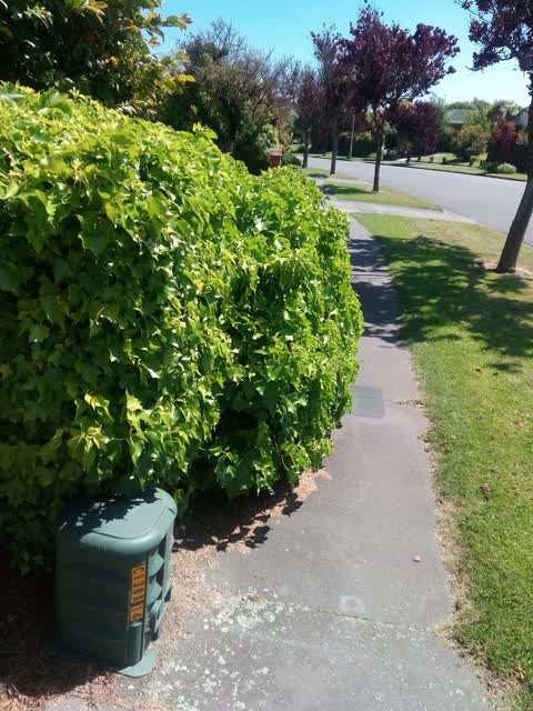 Roading/Streets, a report photo