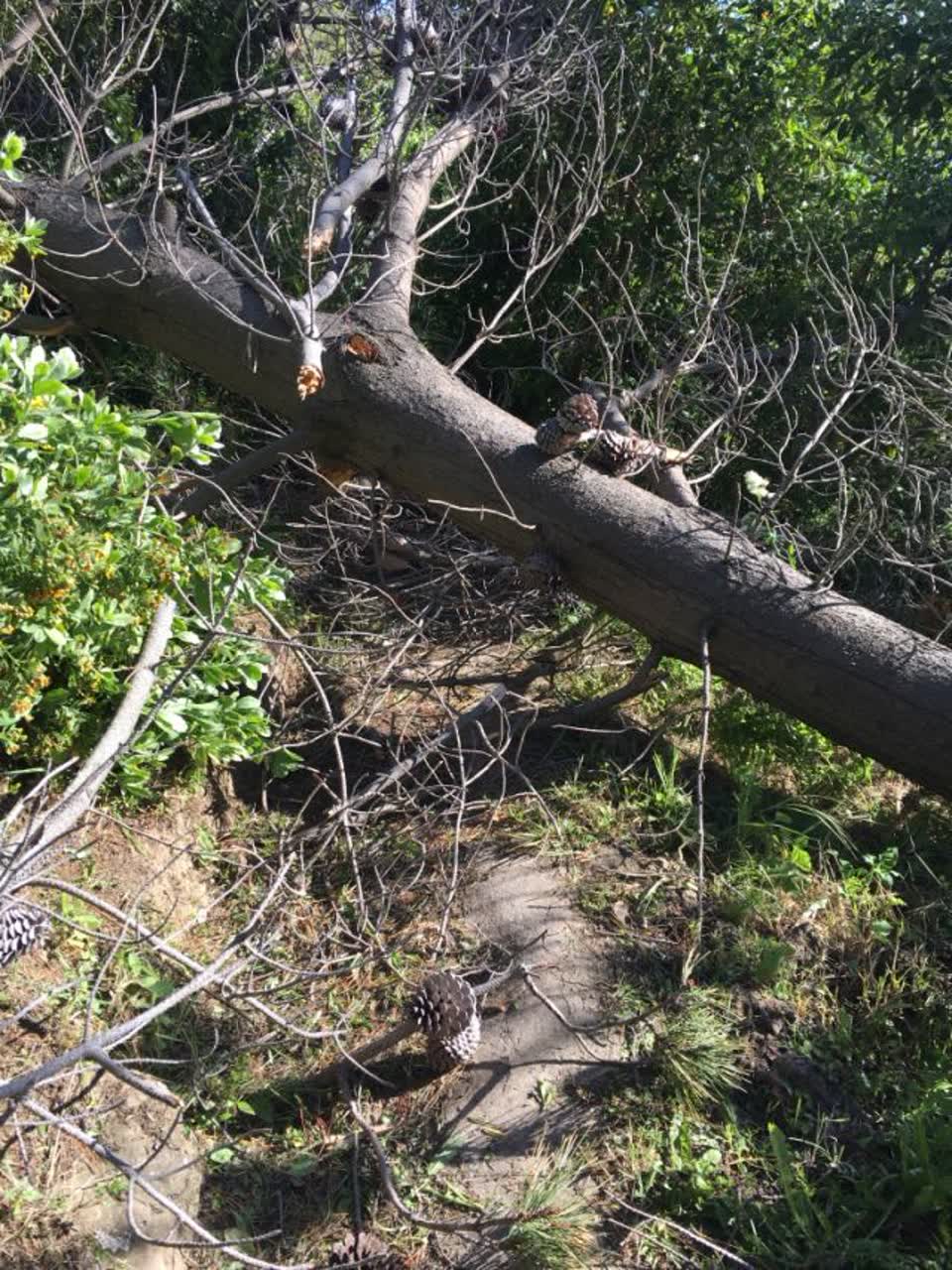 The photograph attached to this parks report