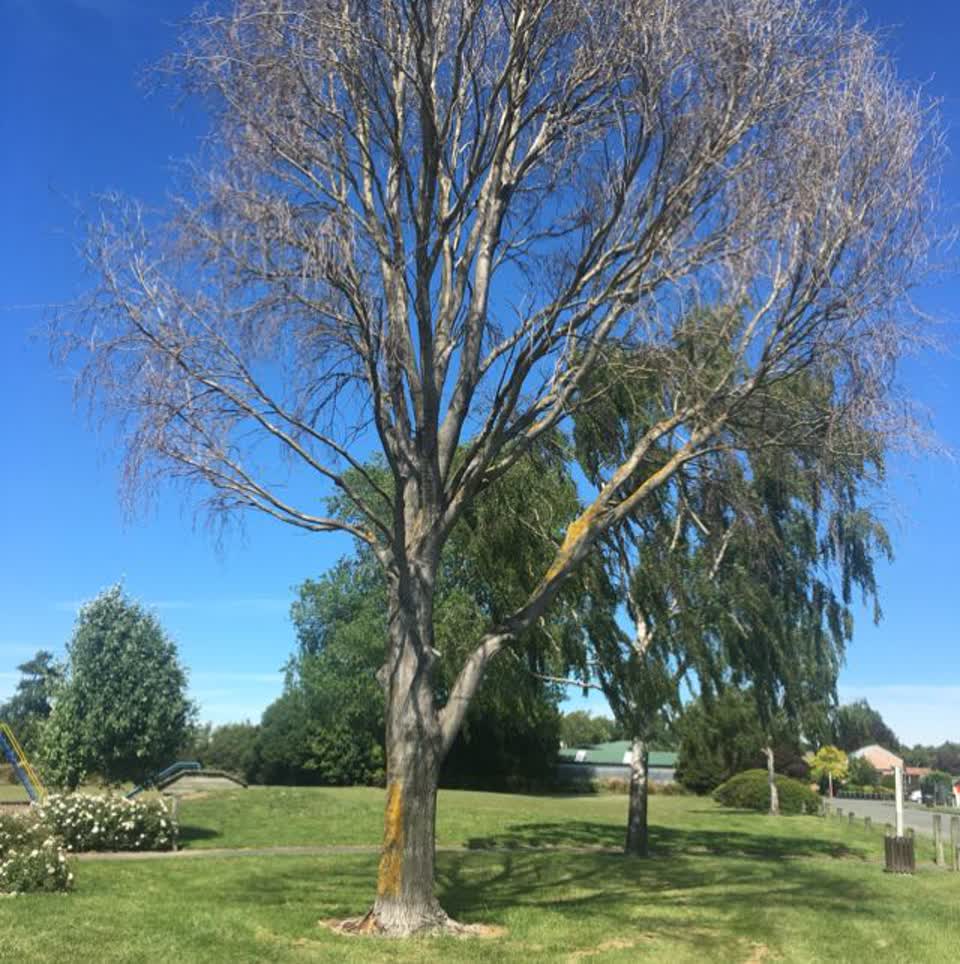 The photograph attached to this parks report