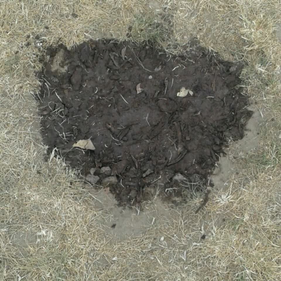The photograph attached to this parks report