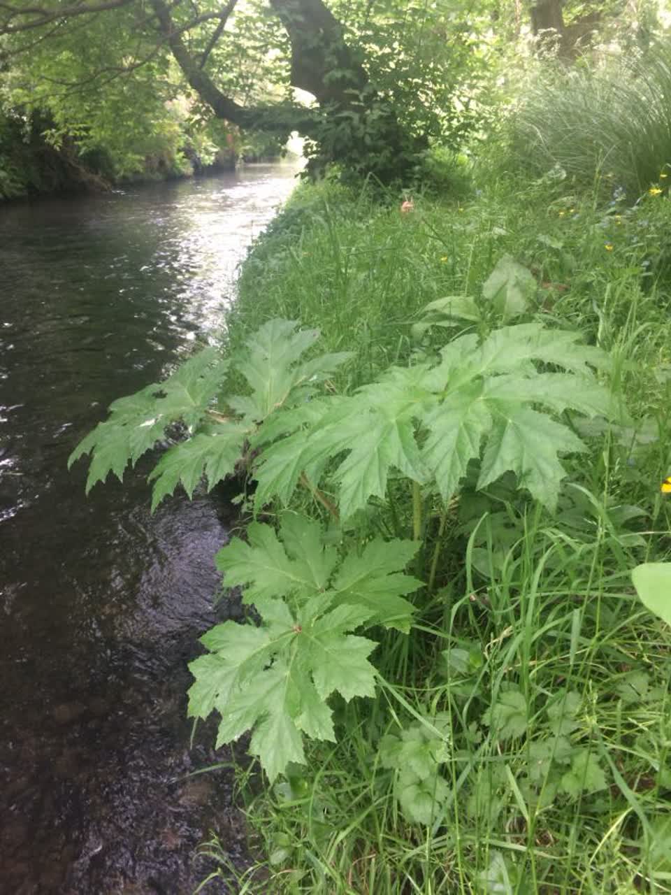The photograph attached to this parks report