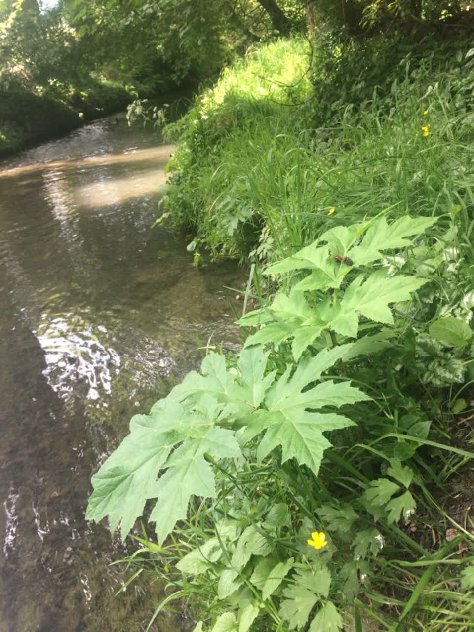 The photograph attached to this parks report