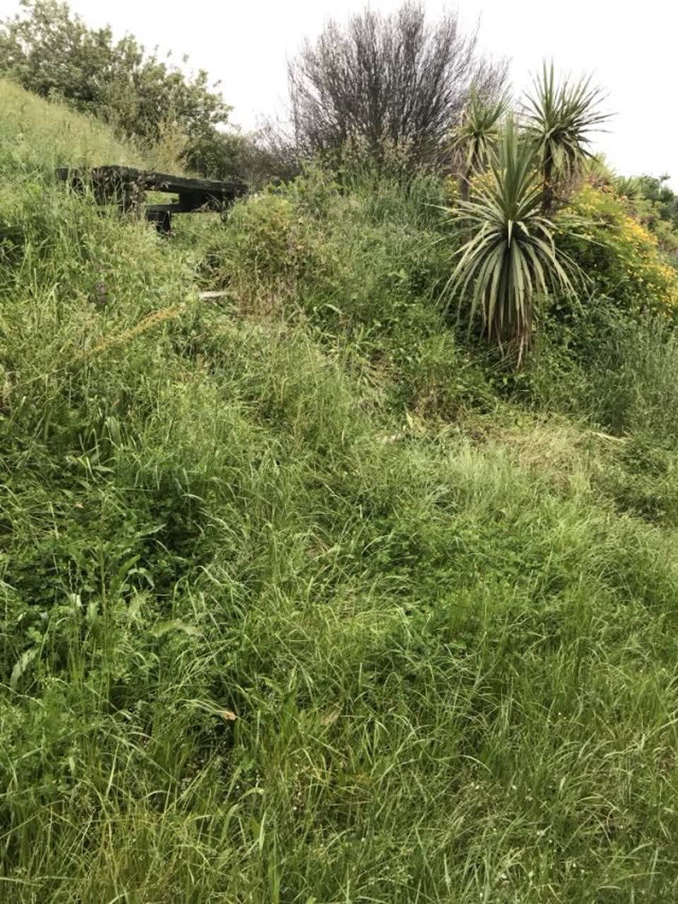 The photograph attached to this parks report
