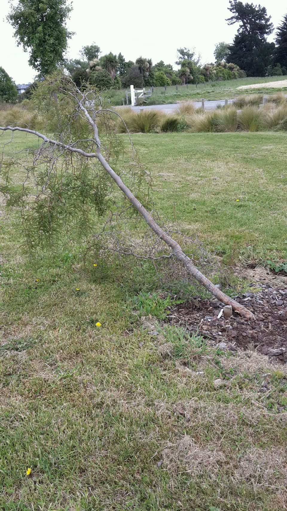 The photograph attached to this parks report