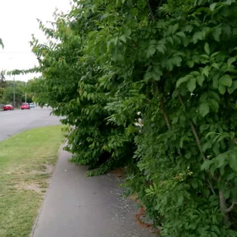 Roading/Streets, a report photo
