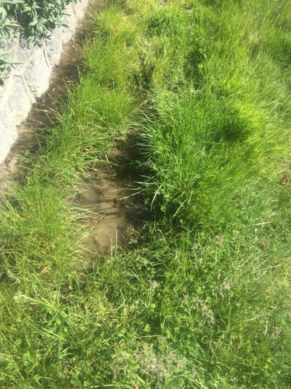 The photograph attached to this parks report