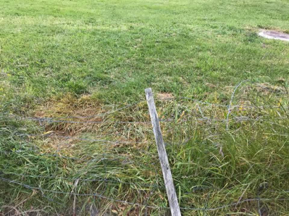 The photograph attached to this parks report